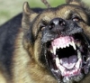 actualité chien: l'agent de securite (maitre chien) convoqué à la Police, chien Malinois
